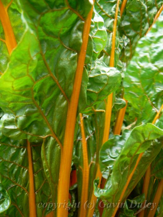 Rhubarb, Adelaide Botanic Gardens P1080799.JPG